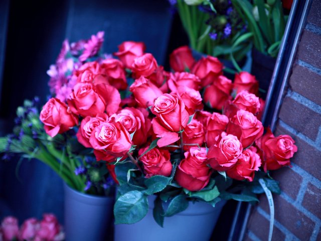 Обои розы, стена, ведра, rozy, vedra, stena, roses, wall, bucket разрешение 2856x2000 Загрузить