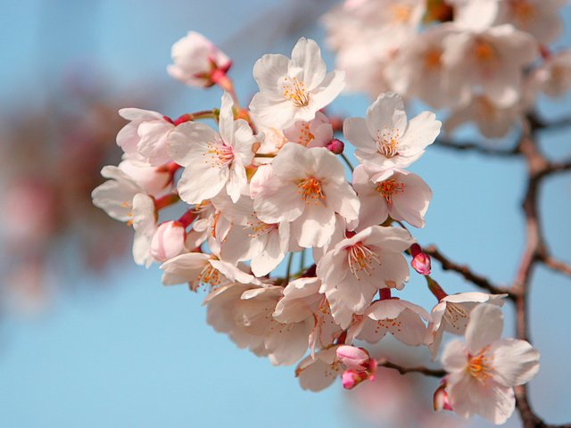 Обои лепестки, япония, сакура, petals, japan, sakura разрешение 1920x1200 Загрузить