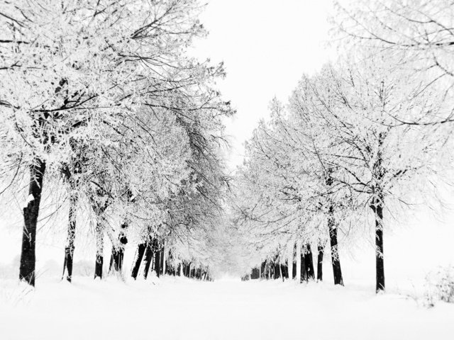 Обои деревья, снег, природа, дерево, зима, вид, зимние обои, метель, trees, snow, nature, tree, winter, view, winter wallpaper, blizzard разрешение 1920x1200 Загрузить