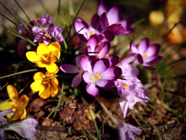 Обои цветы, первоцвет, крокусы, flowers, primrose, crocuses разрешение 3000x2000 Загрузить