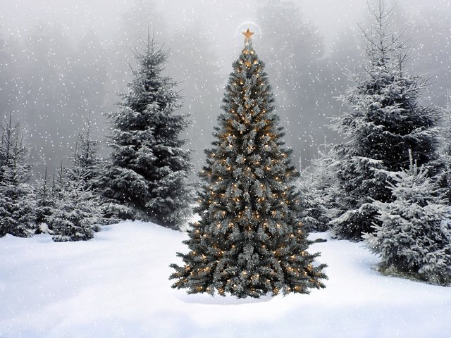 Обои снег, новый год, елка, ель, snow, new year, tree, spruce разрешение 1920x1200 Загрузить