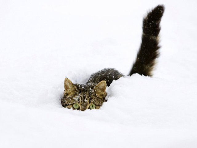 Обои снег, зима, кот, прячется, snow, winter, cat, hiding разрешение 1920x1200 Загрузить