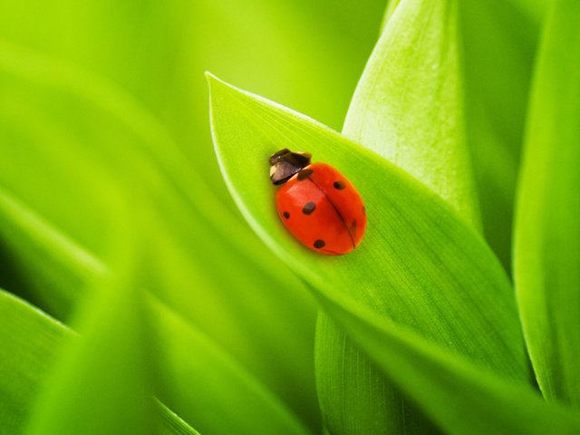 Обои трава, на природе, природа, листья, фото, божья коровка, макро обои, жуки, green macro, grass, nature, leaves, photo, ladybug, macro wallpaper, bugs, green grass разрешение 2592x1645 Загрузить