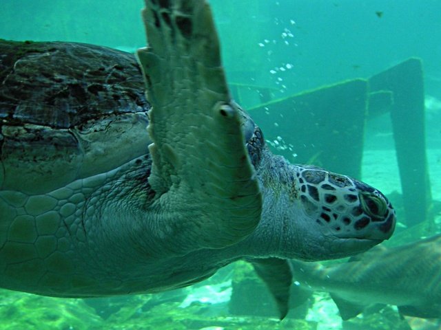 Обои черепаха, океан, подводный мир, turtle, the ocean, underwater world разрешение 1920x1200 Загрузить