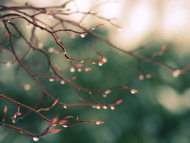 Обои природа, зелень, макро, ветви, капли, блики, дождь, nature, greens, macro, branch, drops, glare, rain разрешение 3888x2592 Загрузить