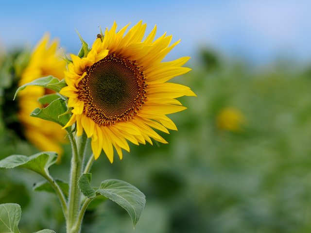 Обои цветы, природа, обои, макро фото, поле, подсолнухи, flowers, nature, wallpaper, macro photo, field, sunflowers разрешение 1920x1200 Загрузить