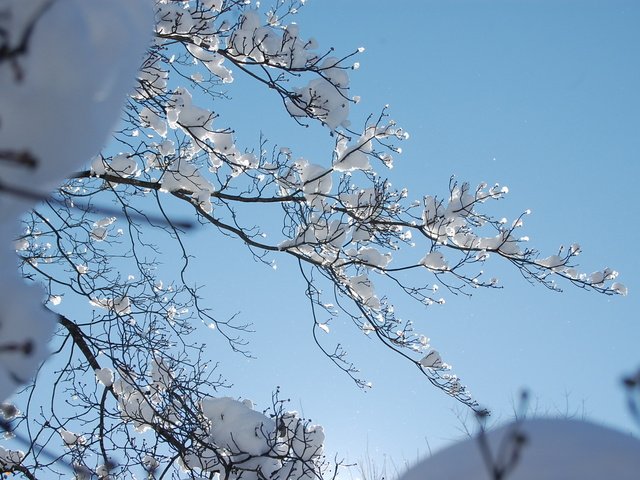 Обои снег, зима, ветки, зимний день, snow, winter, branches, winter day разрешение 2256x1496 Загрузить