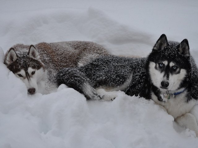 Обои снег, зима, волк, сугроб, snow, winter, wolf, the snow разрешение 3216x2136 Загрузить