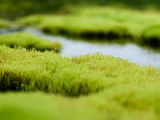 Обои трава, вода, зелень, болото, grass, water, greens, swamp разрешение 2560x1600 Загрузить