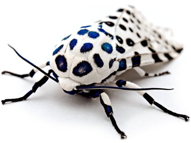 Обои макро, насекомое, леопардовая моль, моль, macro, insect, leopard moth, mol разрешение 3724x2548 Загрузить