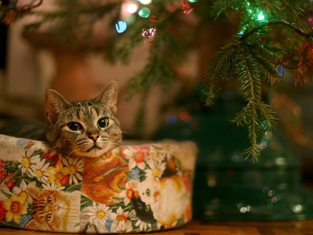 Обои глаза, елка, кошка, взгляд, подарок, гирлянда, eyes, tree, cat, look, gift, garland разрешение 1920x1080 Загрузить