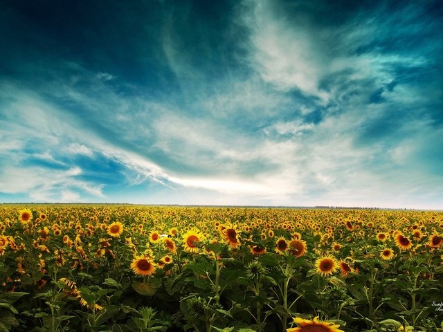 Обои небо, облака, поле, подсолнухи, the sky, clouds, field, sunflowers разрешение 1920x1200 Загрузить