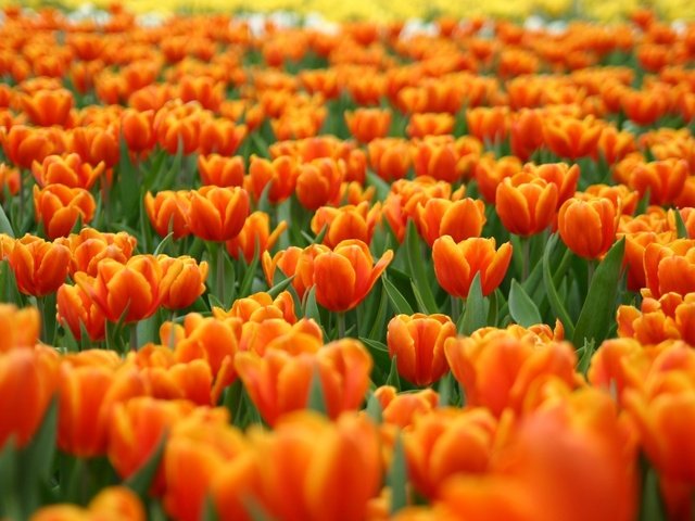 Обои цветы, природа, поле тюльпанов, flowers, nature, field of tulips разрешение 1920x1200 Загрузить