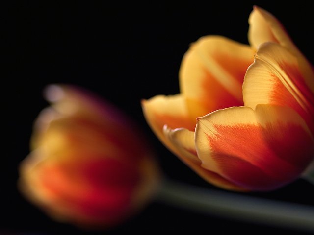Обои макро, черный, тюльпаны, macro, black, tulips разрешение 2560x1600 Загрузить