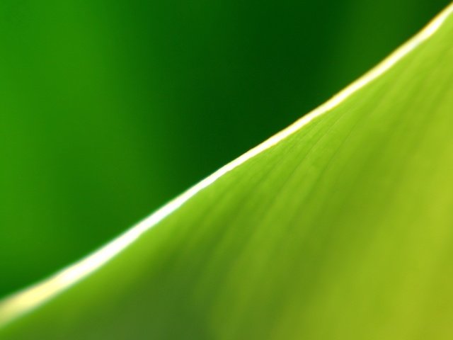 Обои зелёный, полоса, лист, край, green, strip, sheet, edge разрешение 1920x1440 Загрузить