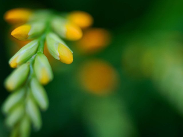 Обои природа, зелень, цветок, размытость, crocosmia, крокосмия, nature, greens, flower, blur разрешение 2000x1330 Загрузить