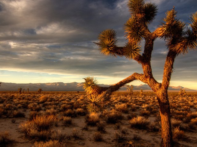 Обои вечер, природа, дерево, пустыня, мексика, дерево джошуа, the evening, nature, tree, desert, mexico, joshua tree разрешение 1920x1080 Загрузить