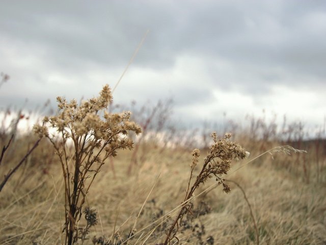 Обои трава, осень, растение, grass, autumn, plant разрешение 1920x1440 Загрузить