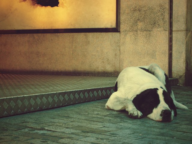 Обои собака, лежит, одиночество, dog, lies, loneliness разрешение 2560x1600 Загрузить