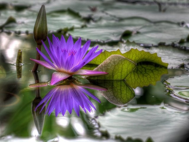 Обои вода, цветок, hdr, распустился, water, flower, blossomed разрешение 1920x1440 Загрузить