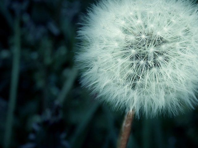 Обои трава, цветок, одуванчик, пух, пушинки, былинки, grass, flower, dandelion, fluff, fuzzes, blade разрешение 2560x1600 Загрузить