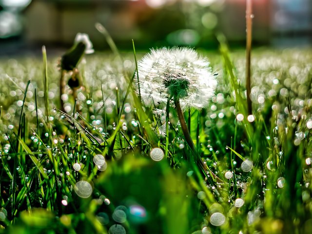 Обои свет, трава, роса, блики, поляна, одуванчик, light, grass, rosa, glare, glade, dandelion разрешение 1920x1200 Загрузить