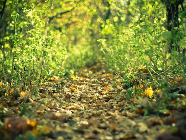 Обои лес, листья, осень, тропа, forest, leaves, autumn, trail разрешение 3888x2592 Загрузить