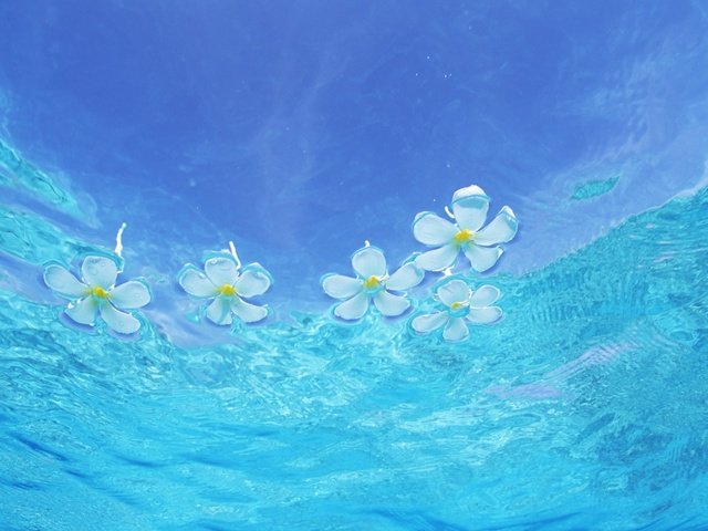 Обои цветы, вода, глубина, прозрачная, flowers, water, depth, transparent разрешение 1920x1200 Загрузить