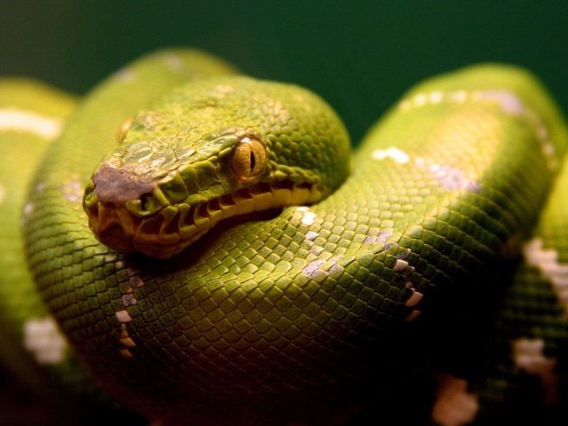 Обои зелёный, змея, рептилия, пресмыкающиеся, green, snake, reptile, reptiles разрешение 1920x1200 Загрузить