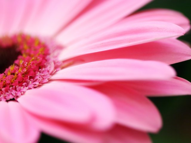 Обои цветы, природа, макро фото, лепестки, flower wallpapers, на природе, макро фотографии, пинк, flowers, nature, macro photo, petals, macro photography, pink разрешение 2560x1600 Загрузить