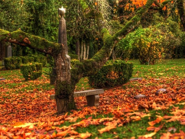 Обои дерево, листья, осень, кладбище, памятники, tree, leaves, autumn, cemetery, monuments разрешение 2048x1536 Загрузить