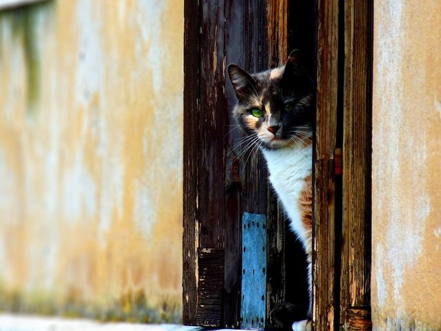 Обои кот, стена, дверь, cat, wall, the door разрешение 1920x1200 Загрузить