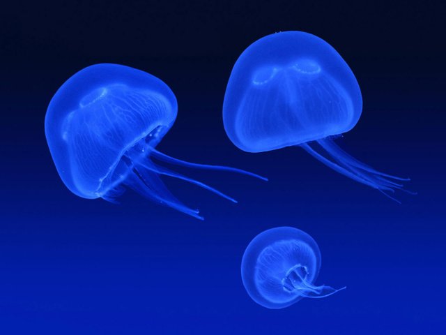 Обои синий, море, свечение, медузы, подводный мир, blue, sea, glow, jellyfish, underwater world разрешение 1920x1200 Загрузить