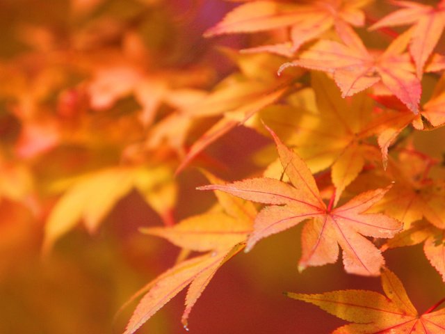 Обои листья, листва, осень, leaves, foliage, autumn разрешение 1920x1200 Загрузить