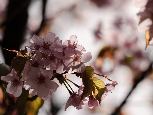 Обои макро, япония, сакура, macro, japan, sakura разрешение 2560x1600 Загрузить