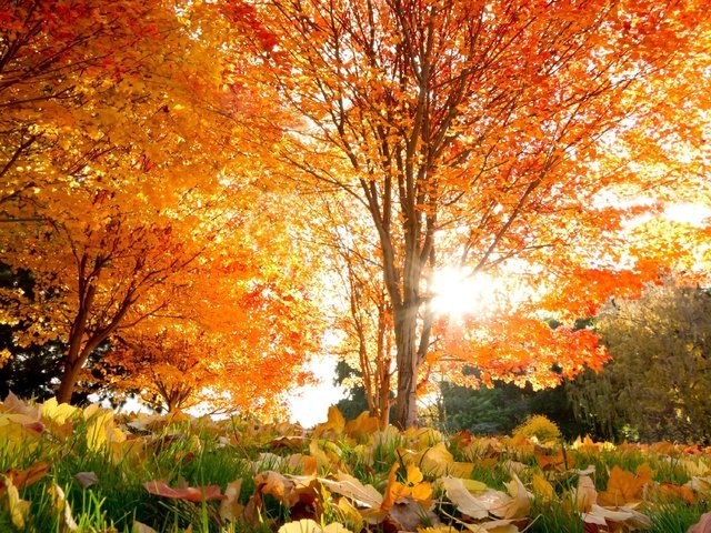 Обои деревья, листья, осень, красивые, кленовые, осен, trees, leaves, autumn, beautiful, maple разрешение 3238x2235 Загрузить