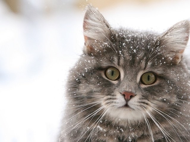 Обои обои, зима, снежинки, кошка, wallpaper, winter, snowflakes, cat разрешение 1920x1080 Загрузить