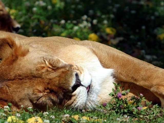 Обои трава, спит, лев, язык, grass, sleeping, leo, language разрешение 1920x1200 Загрузить