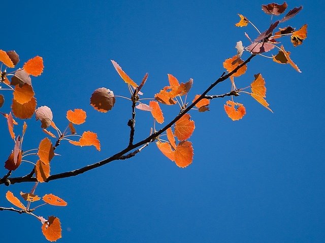 Обои небо, ветка, листва, осень, the sky, branch, foliage, autumn разрешение 1920x1080 Загрузить