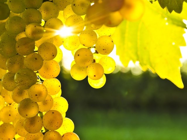 Обои солнце, виноград, лоза, гроздь, the sun, grapes, vine, bunch разрешение 2560x1600 Загрузить