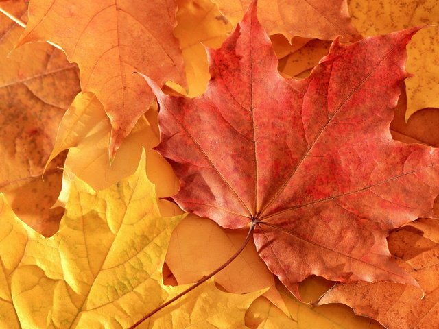 Обои листья, осень, клен, leaves, autumn, maple разрешение 1920x1080 Загрузить