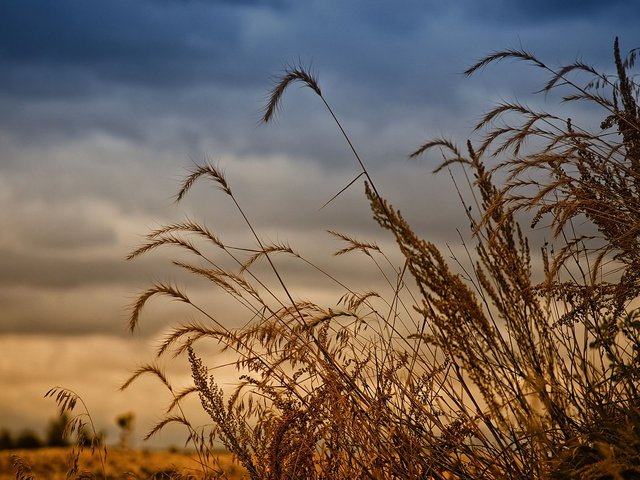 Обои поле, урожай, рожь, field, harvest, rye разрешение 1920x1200 Загрузить