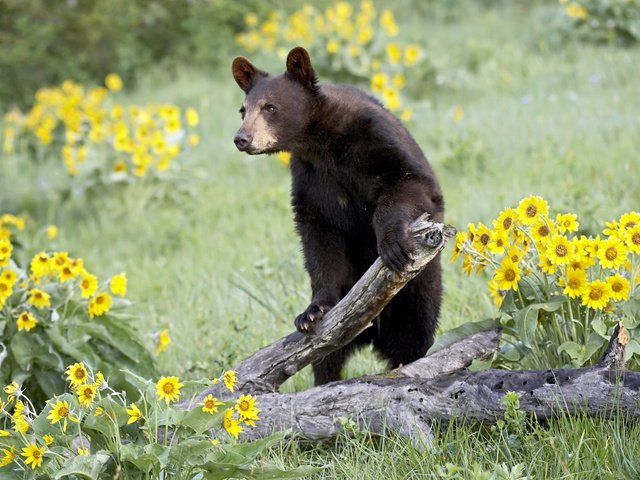 Обои цветы, природа, лес, медведь, дикая природа, бурый, медвель, flowers, nature, forest, bear, wildlife, brown, medal разрешение 1920x1080 Загрузить