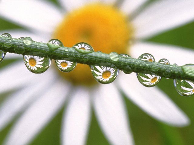 Обои капли, ромашка, drops, daisy разрешение 1920x1080 Загрузить