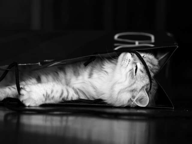 Обои чёрно-белое, котенок, серый, пакет, black and white, kitty, grey, package разрешение 2560x1600 Загрузить