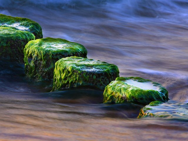 Обои вода, природа, камни, море, водоросли, крупным планом, water, nature, stones, sea, algae, closeup разрешение 1920x1200 Загрузить