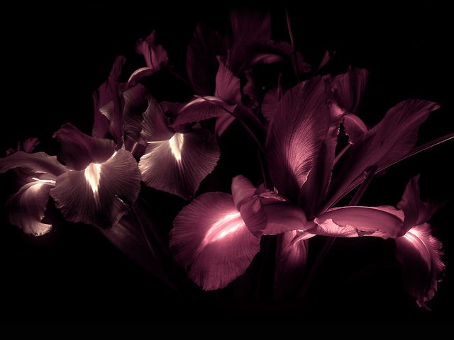 Обои цветы, лепестки, черный фон, ирисы, flowers, petals, black background, irises разрешение 1920x1200 Загрузить