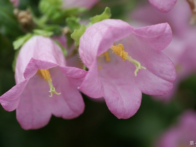 Обои цветы, колокольчики, flowers, bells разрешение 1920x1200 Загрузить