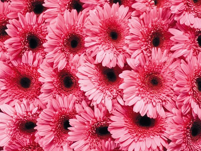 Обои цветы, лепестки, розовые, гербера, flowers, petals, pink, gerbera разрешение 1920x1200 Загрузить