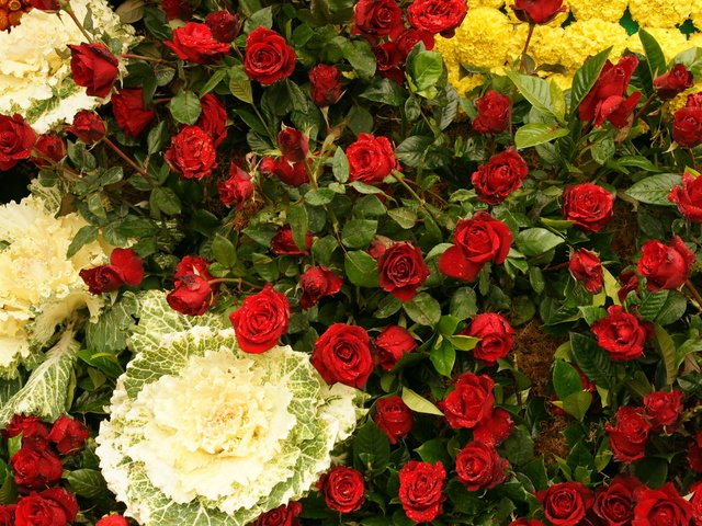 Обои цветы, розы, flowers, roses разрешение 1920x1200 Загрузить